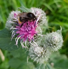 Arctium tomentosum