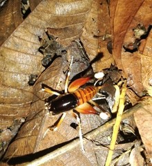 Apotetamenus amazonae