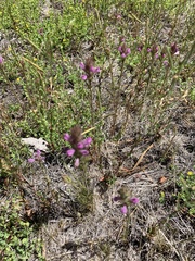 Orthocarpus bracteosus