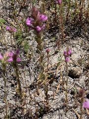 Orthocarpus bracteosus