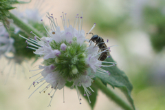 Anthophila
