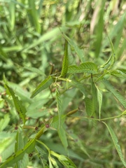 Ludwigia erecta