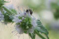 Anthophila