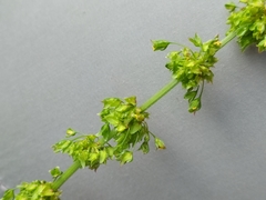 Rumex obtusifolius