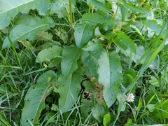 Rumex obtusifolius