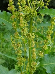 Rumex obtusifolius