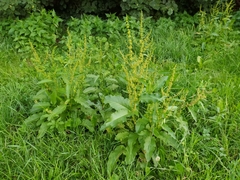 Rumex obtusifolius