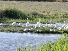 Pelecanus erythrorhynchos