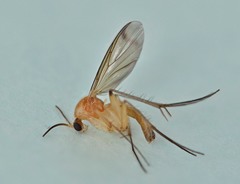 Leia subfasciata