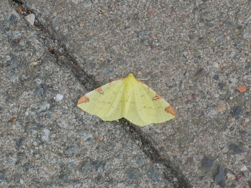 Brimstone moth