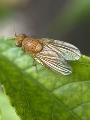 Dryomyzidae
