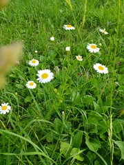 Tripleurospermum inodorum