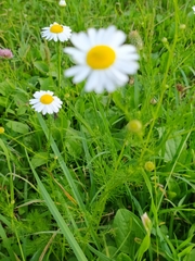 Tripleurospermum inodorum