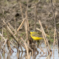 Motacilla flava flava