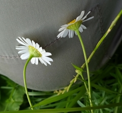 Tripleurospermum inodorum