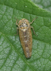 Allygus modestus