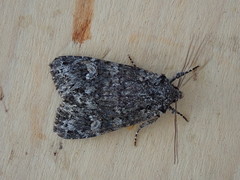 Lithophane pertorrida