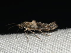 Epermenia albapunctella
