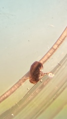 Neoplea striola