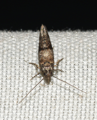 Epermenia albapunctella