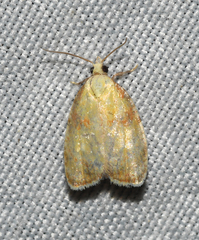 Acleris curvalana
