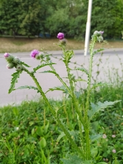 Carduus crispus