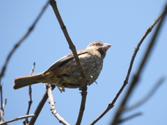 Passerina versicolor