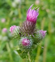 Carduus crispus