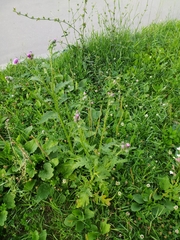 Carduus crispus