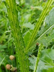 Carduus crispus