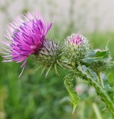 Carduus crispus