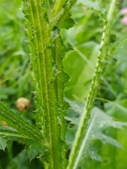 Carduus crispus