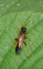 Tenthredo campestris