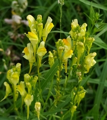 Linaria vulgaris