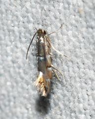 Phyllonorycter diversella