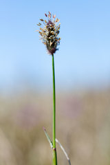 Alopecurus magellanicus