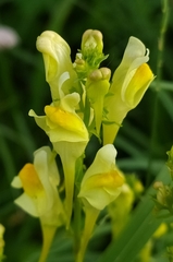 Linaria vulgaris