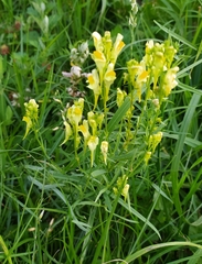 Linaria vulgaris