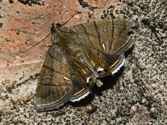 Eulepidotis carcistola