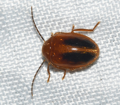 Prionocyphon limbatus