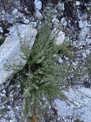 Amphithalea ericifolia