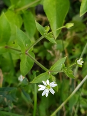 Stellaria aquatica