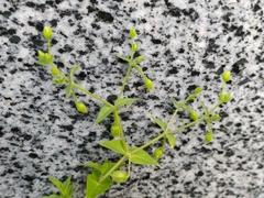 Stellaria aquatica