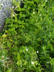 Stellaria aquatica