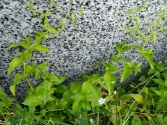 Stellaria aquatica