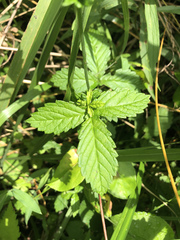 Agrimonia rostellata
