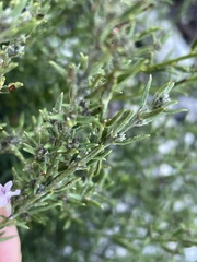 Amphithalea ericifolia