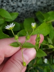 Stellaria aquatica