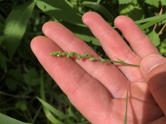 Agrimonia rostellata
