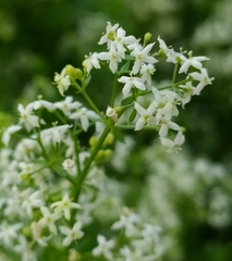 Galium mollugo